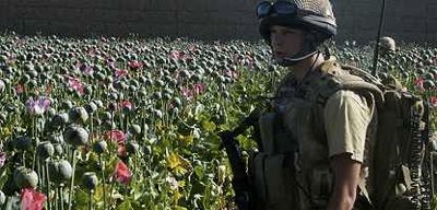 Opium-Anbau NATO