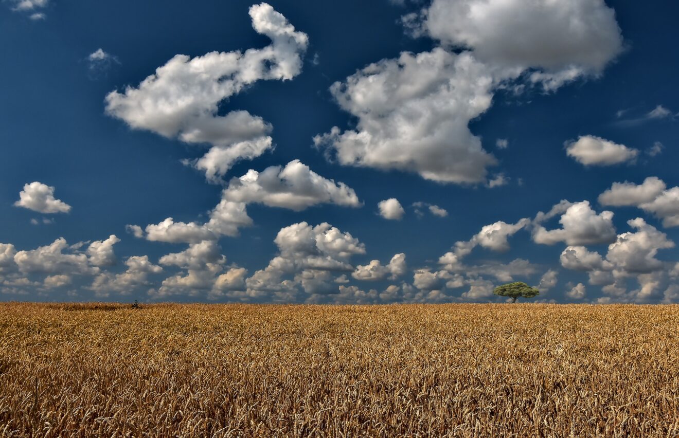 Landraub in der Ukraine – Die westlichen Agrarriesen beherrschen das Terrain